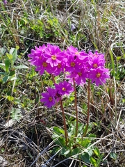 Primula cuneifolia