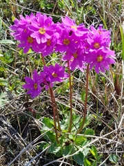 Primula cuneifolia