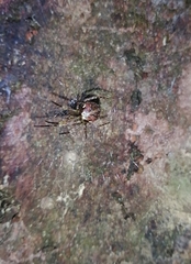 Allende nigrohumeralis