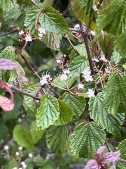 Viburnum betulifolium