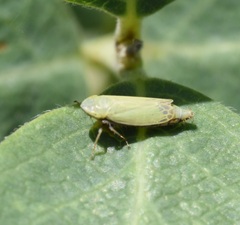 Diplocolenus