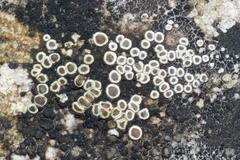 Myriolecis semipallida