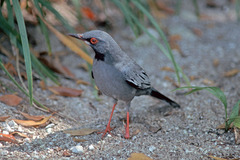 Turdus plumbeus
