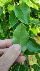 Gymnosporangium tremelloides