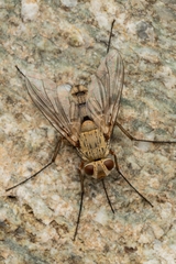 Dexiosoma caninum
