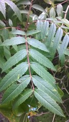 Rhus glabra