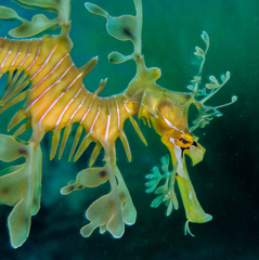 Phycodurus eques
