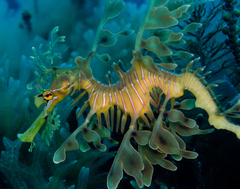 Phycodurus eques