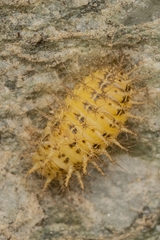 Subcoccinella vigintiquatuorpunctata