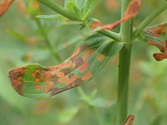 Melampsora hypericorum