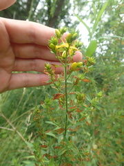 Melampsora hypericorum