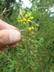 Melampsora hypericorum