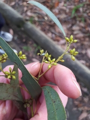 Eucalyptus nicholii
