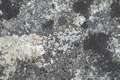 Myriolecis semipallida