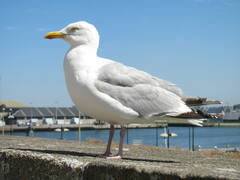 Larus argentatus