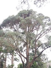 Eucalyptus nicholii