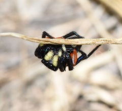 Euophrys monadnock