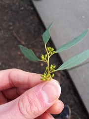 Eucalyptus nicholii