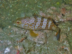 Epinephelus bleekeri