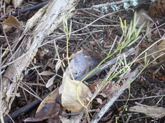 Cardamine oligosperma