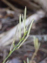 Cardamine oligosperma