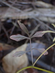 Cardamine oligosperma
