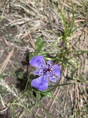 Tigridia durangensis