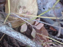 Cardamine oligosperma