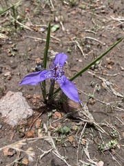 Tigridia durangensis