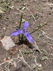 Tigridia durangensis