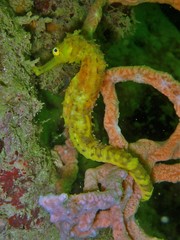 Hippocampus comes