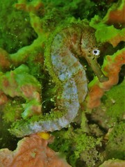 Hippocampus comes