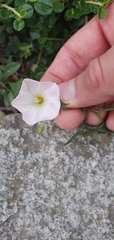 Convolvulus arvensis