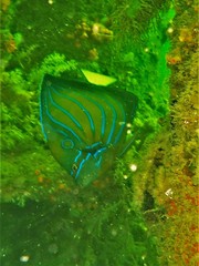 Pomacanthus annularis