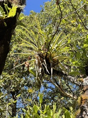 Tillandsia borealis