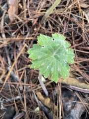 Psacalium peltatum
