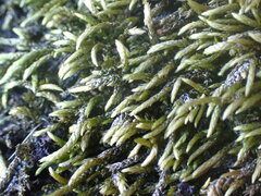 Pseudisothecium cristatum