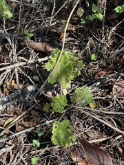 Psacalium peltatum