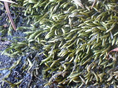 Pseudisothecium cristatum