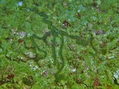 Macrophiothrix