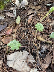 Psacalium peltatum