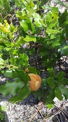 Disholcaspis spongiosa