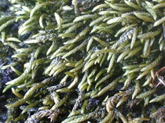 Pseudisothecium cristatum