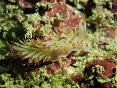 Sakuraeolis nungunoides