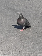 Columba livia domestica