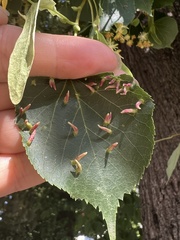 Eriophyes tiliae