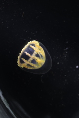 Melicertum octocostatum