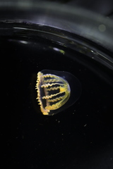 Melicertum octocostatum