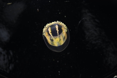 Melicertum octocostatum