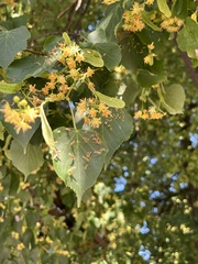 Eriophyes tiliae